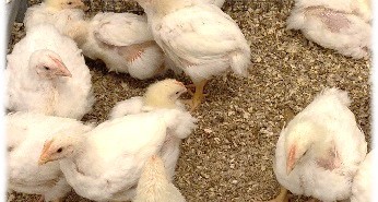RVC receives translational research funding to help safeguard human and animal health RVC chickens