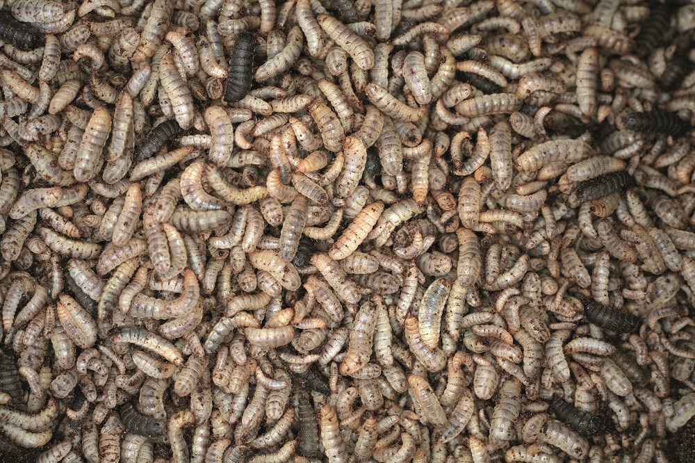 Roslin Technologies invests in insect farming Poultry News