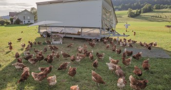 Assurance scheme tightens rules organic poultry farm