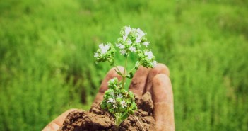 Trials show oregano essential oil supports anticoccidial vaccination in poultry oregano