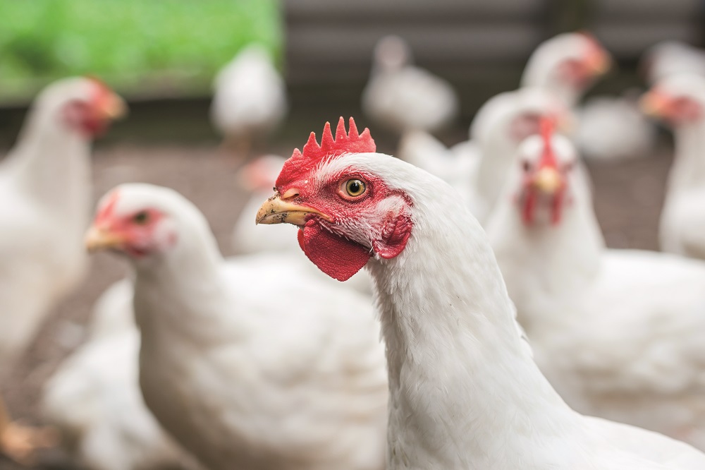 Latest Aviagen briefs on coccidiosis control in broiler breeders and