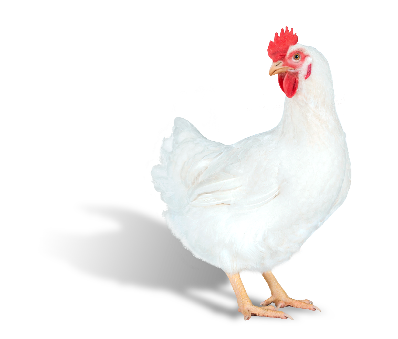 Hubbard launches Efficiency Plus female breeder Poultry News