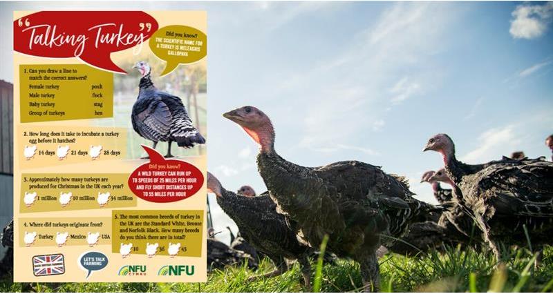 NFU launches new ‘Talking Turkey’ educational resources | Poultry News