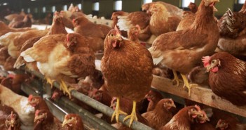 Red mite tackled with monitoring traps Layer chickens 2