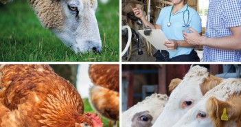 NOAH launches its vision for UK animal health and welfare NOAH Vision Paper cover