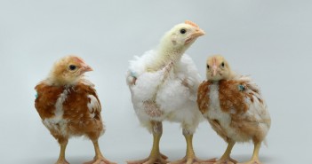 Cobb-Vantress partners with The Roslin Institute to address food security Three Chicks_Woodcock_PNAS