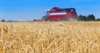 Soya and fat levels increase in poultry feed to compensate for poor wheat quality Premier Nutrition wheat