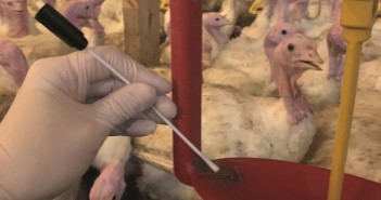 Could herbal oils offer control of blackhead in turkey flocks? Blackhead in Turkeys