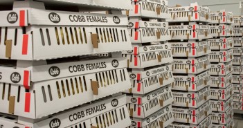 Cobb completes Norfolk hatchery expansion Cobb Female Chicks Prepared for Dispatch
