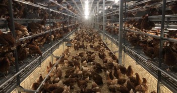 Analysis: Who will pay for the new barn egg standards? Birds one week after housing in an aviary system