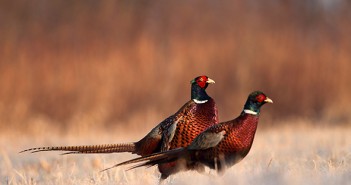 Defra sets out review into releasing gamebirds on protected sites shutterstock_162618311 web