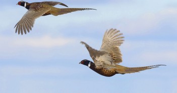 Marsdens appoints new game feed account managers flying pheasants_212857429 crop