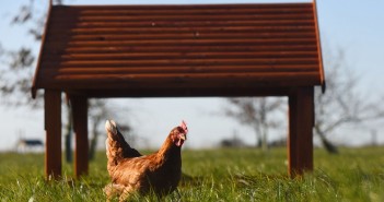 Noble Foods recognised for animal welfare leadership Happy Egg FarmCirkle PR
