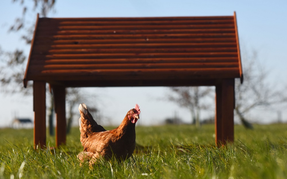 Noble Foods recognised for animal welfare leadership