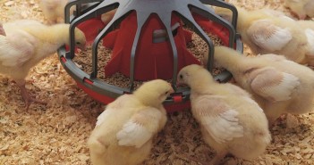 Poultry feed sales down across Europe aviagen chick feeding