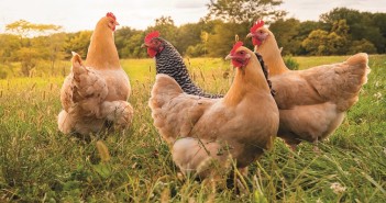 Call for Government to level-up rural areas to support England’s economic recovery from COVID-19 forfarmers chickens