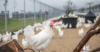 Genetics: Innovations to feed a growing global population Joice & Hill pic 1 Kipster farm