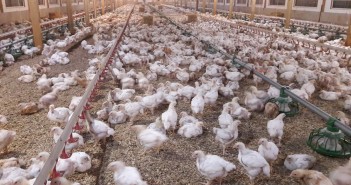 MSD Animal Health acquires Poultry Sense better chicken commitment broilers