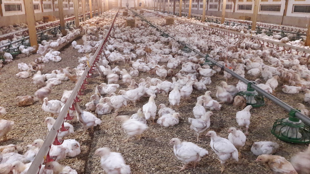 Growing chicken, the Better Chicken Commitment way | Poultry News