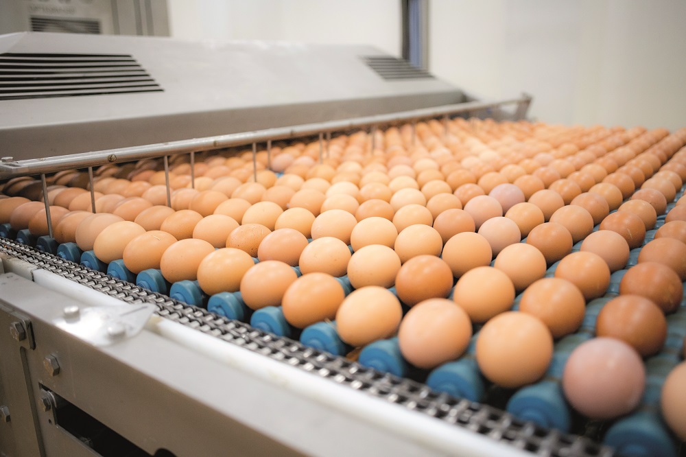 Costco commits to sourcing only cagefree eggs globally Poultry News