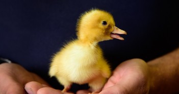 Duck hatchery plans expansion Watercress Lane Duck Eggs