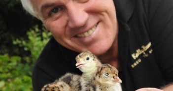 Turkey hatchery sales grow during pandemic paul kelly turkey poults