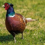 Low risk bird gatherings resume as part of easing of avian flu measures phesant