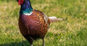 New game feed range launched phesant