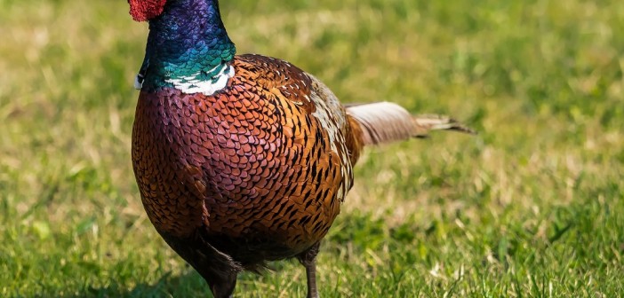 Low risk bird gatherings resume as part of easing of avian flu measures phesant