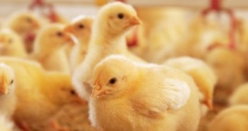 How good gut health can reduce the risk of a Salmonella outbreak Broilers lallemand