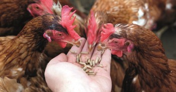 Feature: Solving the insect protein problem? Chickens eating from hand v01
