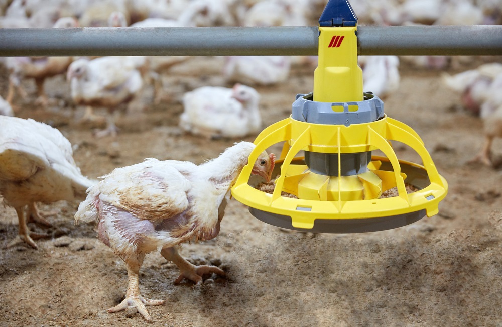Roxell expanding range of feeder pans Poultry News