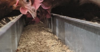 Forfarmers extends organic feed distribution nationwide Feed consistency layers pic 2