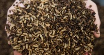 Broilers’ natural behaviour stimulated by eating fly larvae, research shows Larvae-in-hands-1920