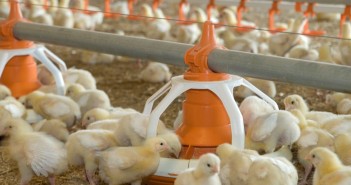 Broiler breeders are calmer when fed twice a day, research claims chicks feeding 2