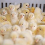 Cobb publishes new broiler breeder management guide cobb Chicks