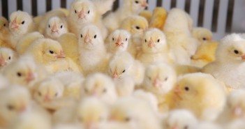 Cobb publishes new hatchery management guide cobb Chicks