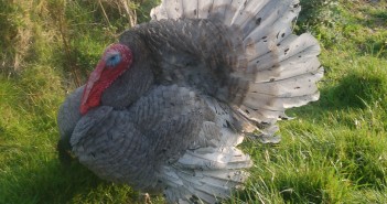 New research shows better leg health and tenderness in native breed turkeys Slate turkey