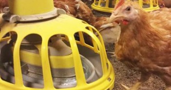 Roxell acquires Netherlands-based heater and fan manufacturer Holland Heater roxell broiler-breeders-slow-growing-feeder-pan-vitoo(3)