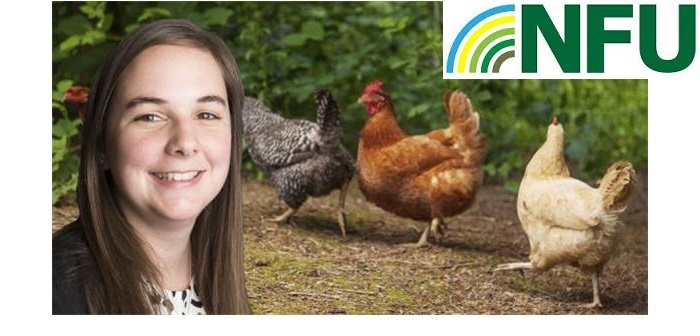Comment: The poultry industry must be more transparent