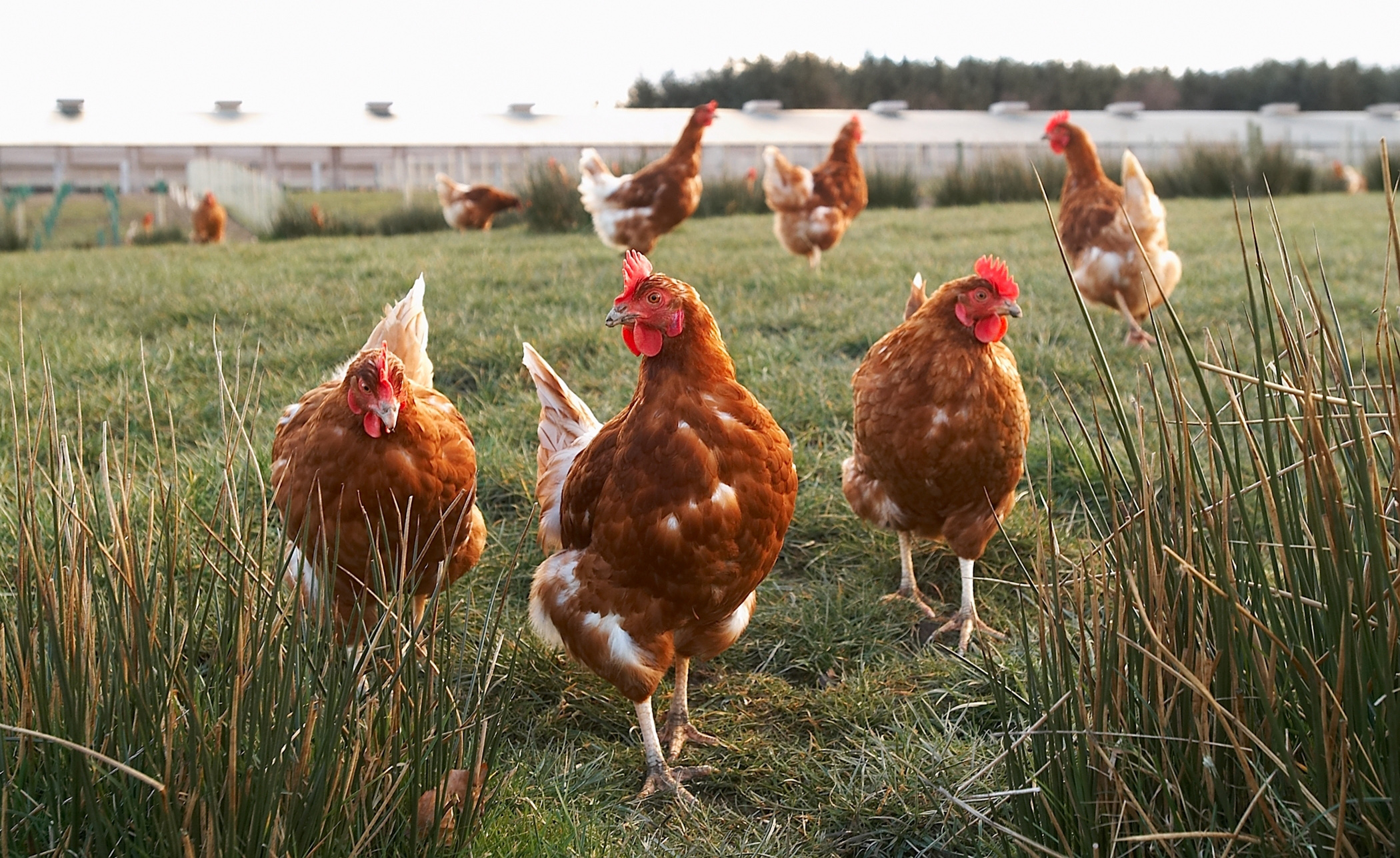 New poultry vet practice launched in Cheshire Poultry News