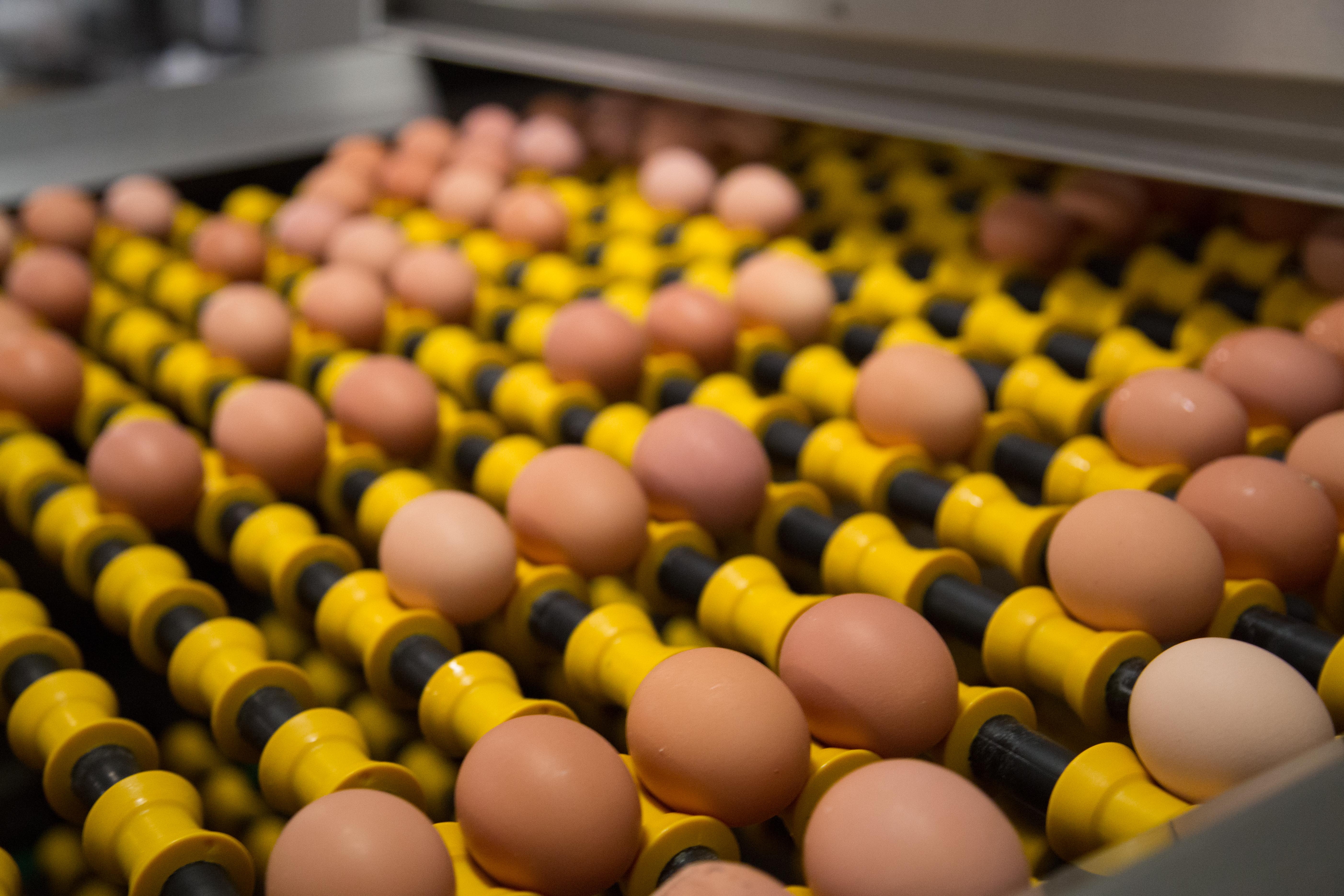 Bird flu shortages prompts major egg export deal for US Poultry News