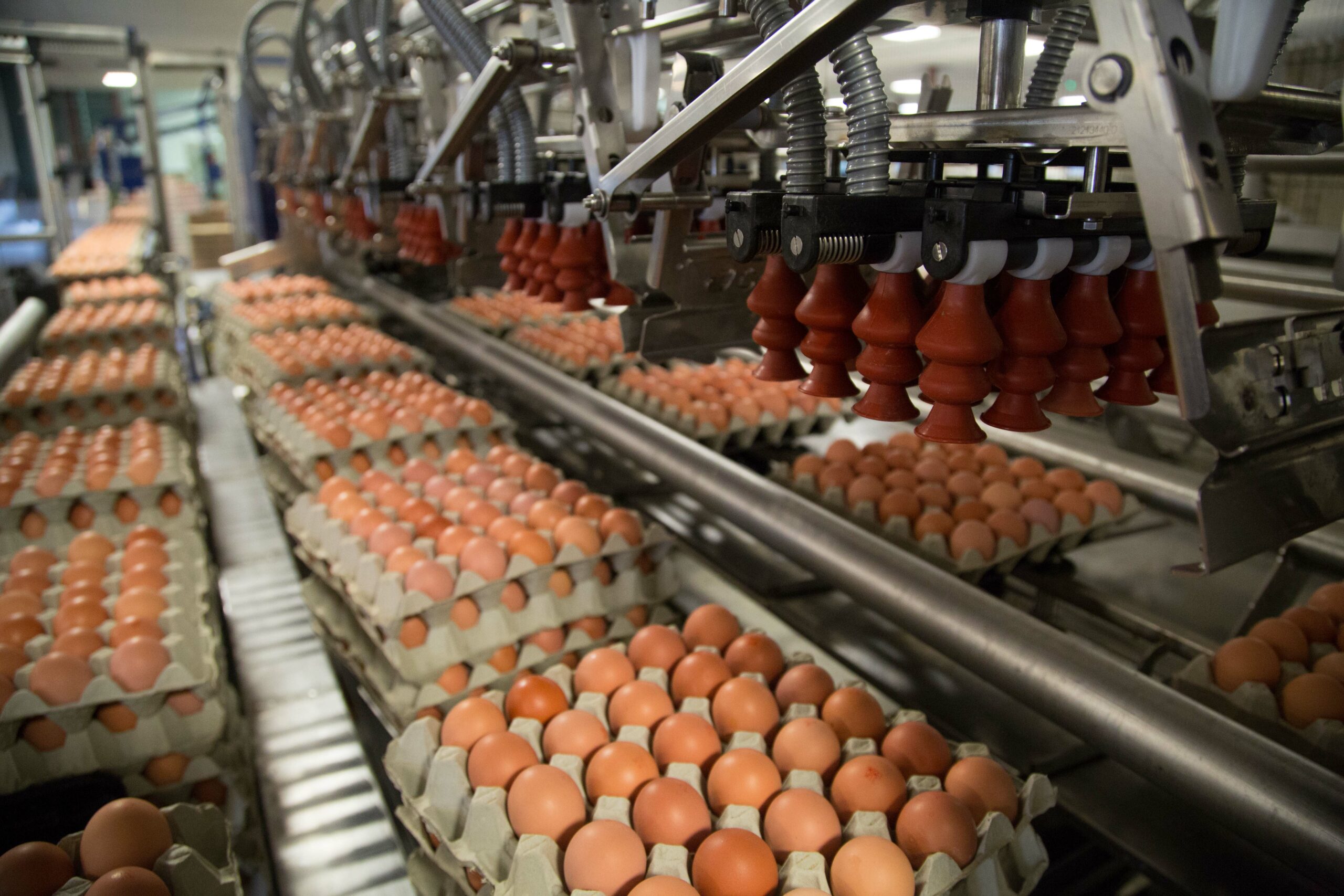LJ Fairburn reports reduced profits Poultry News