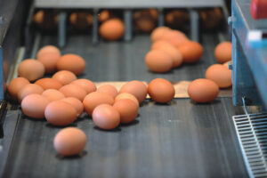 eggs conveyor belt