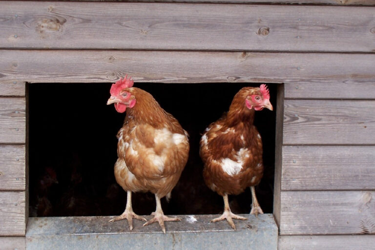 France raises avian flu risk level after H5N8 outbreak