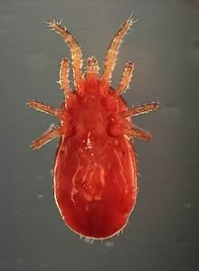 A red mite
