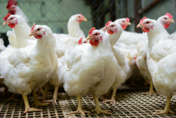 Poultry businesses urged to respond to consultation that could limit transport of birds