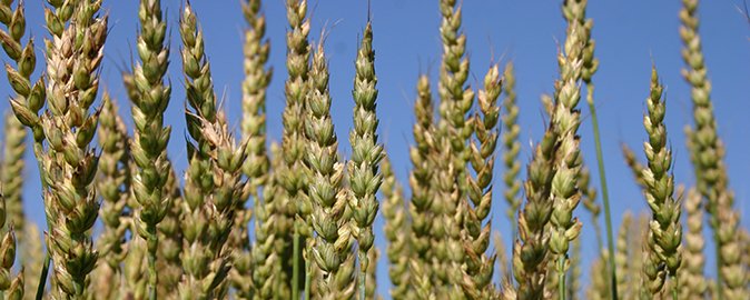New wheat strain could strengthen broilers’ legs