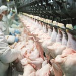 Confusion over who qualifies for food industry COVID app exemptions chicken processing