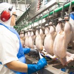 Wales worst hit part of UK for vet shortages processing